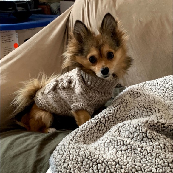 Meet your Posher, Julie and Mogwai 🐾 - Picture 3 of 11